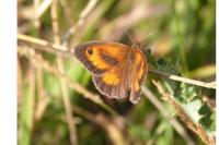 Pyronia tithonus