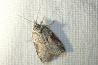 Nycteola