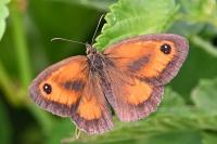 Pyronia tithonus