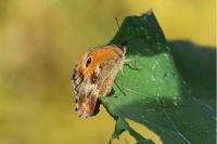Pyronia tithonus