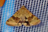 Heliothis viriplaca