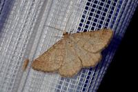 Isturgia murinaria