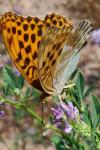 Argynnis paphia