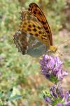 Argynnis paphia