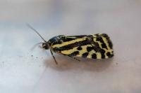 Emmelia trabealis