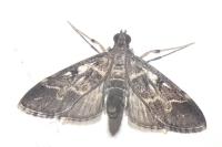 Duponchelia fovealis