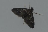 Duponchelia fovealis