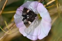 Tyta luctuosa