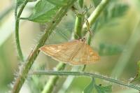 Sitochroa verticalis