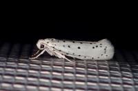Yponomeuta cagnagella