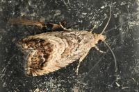 Cydia splendana