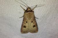 Agrotis exclamationis