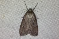 Pachycnemia hippocastanaria