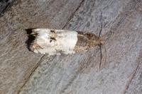 Notocelia roborana