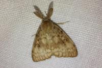 Lymantria dispar