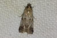 Acrobasis fallouella/glaucella