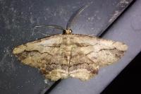 Menophra abruptaria