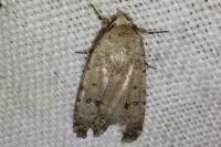 Caradrina clavipalpis