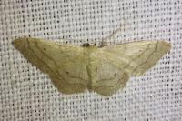 Idaea aversata