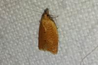 Clepsis consimilana