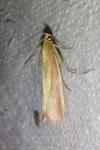 Oncocera semirubella