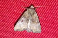 Mesoligia furuncula