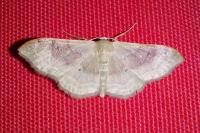 Idaea degeneraria