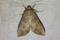 Anarta trifolii