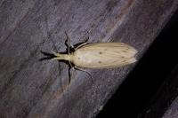 Ematheudes punctella