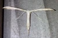 Emmelina argoteles/monodactyla
