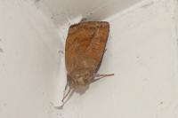 Noctua interjecta