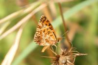Boloria dia