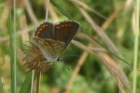 Aricia agestis