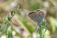 Polyommatus icarus