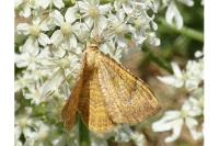 Camptogramma bilineata