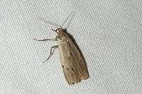 Pelosia muscerda