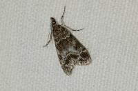 Eudonia mercurella