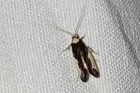 Monopis monachella