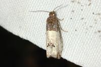 Notocelia roborana