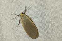 Collita griseola