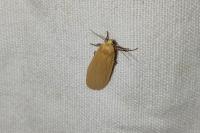 Wittia sororcula