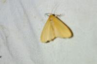 Wittia sororcula