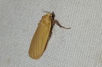Wittia sororcula