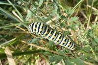 Papilio machaon