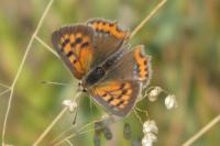 Lycaena phlaeas
