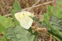Colias crocea