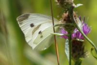 Pieris rapae