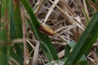 Oncocera semirubella