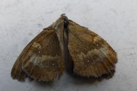Pyronia tithonus