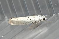 Yponomeuta